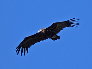 Eurasian Black Vulture - Aegypius monachus © John Muddeman